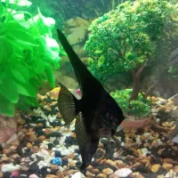 آنجل اندازه کف دست سالم