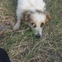 سگهای آپارتمانی