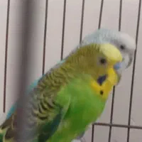 فقط تماس پاسخگو هستم جفتش ۲۹۰|پرنده|بیجار, |دیوار