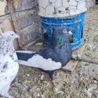 ماده سینه سیاه چنگ سفید تیپدار