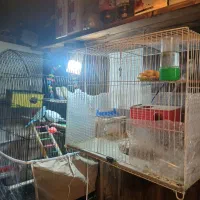 ۶ عدد مرغ عشق با رنگ هایی زیبا