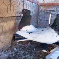 ۶ تا حیون درجه یک|پرنده|قائن, |دیوار