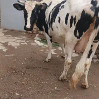 گاو هولشتاین و گوساله ماده