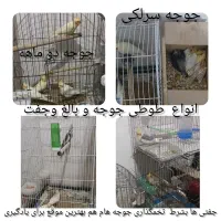 طوطی عروس هلندی