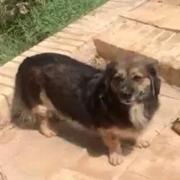 سگ پاکوتاه گمشده