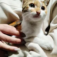 گربه گمشده|حیوانات|لنگرود, |دیوار