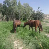 اسب های مادیون