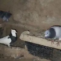 کبوتر کبوتر|پرنده|حمیدیه, |دیوار