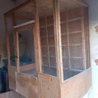 کبوتر|لوازم جانبی حیوانات|نسیمشهر, |دیوار