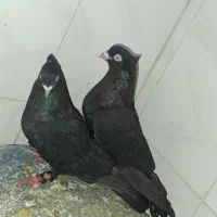 کبوتر بهبهانی