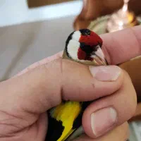 سهره،و قفس جوجه پرون|پرنده|شاهین‌شهر, شهرک سایت|دیوار