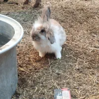 خرگوشه خونی|موش و خرگوش|زابل, |دیوار