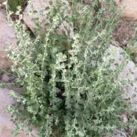 آویشن فروشی