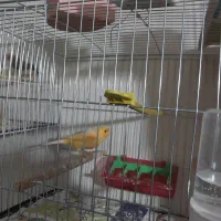 4عدد قناری|پرنده|ساری, |دیوار