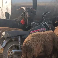 دوبور جلو رو