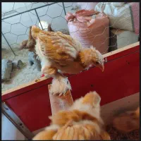 جوجه و تخم نطفه دار برهما ـ برهوما رنگ لمون و بوف|حیوانات مزرعه|بجنورد, |دیوار