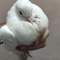 کبوتر سفید