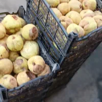 به مربای و خشک کردنی|خوردنی و آشامیدنی|قم, باغ شریفی|دیوار