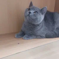 گربه اسکاتیش|گربه|مشهد, چهارچشمه|دیوار