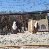ریش سرخ شهرستانی