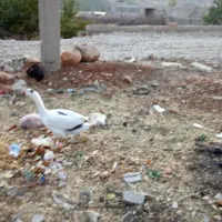 فروش پرنده ماده غاز|حیوانات مزرعه|یاسوج, |دیوار