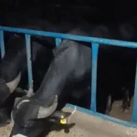 گوساله نر پرواری درجه یک سالم|حیوانات مزرعه|الیگودرز, |دیوار