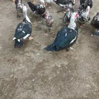 ۲۰ عدد اردک اسراییلی  سالم وسرحال بفروش میرسد|حیوانات مزرعه|رودسر, |دیوار