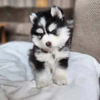 هاسکی چش ایس   بشرط بازدید و کیفیت و بقیه نژادها