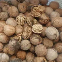 گردو عالی پوست کاغذی