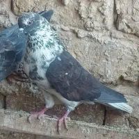 کفتر