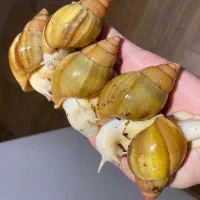 حلزون خانگی