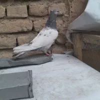 سینه سار ماده