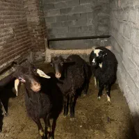 فروش گوسفند نر