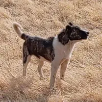 توله سرابی شیش انگشت