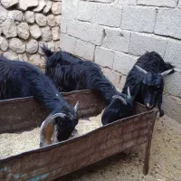 بزغاله|حیوانات مزرعه|آبدانان, |دیوار