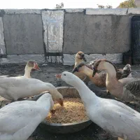 غوغاز وغاز|حیوانات مزرعه|کلاله, |دیوار