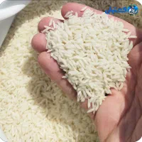 فروش برنج طارم (تضمین فقط یک بار امتحان کن)|خوردنی و آشامیدنی|تهران, بنی‌هاشم|دیوار