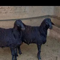گوسفند کشتاری بره نر جوان زنده مناسب برای قربانی|حیوانات مزرعه|تهران, فرمانیه|دیوار