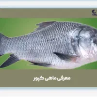 ماهی سیم کپور