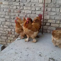 تخم مرغ نطفه دار زینتی برهما و کوشین|حیوانات مزرعه|شیراز, رکن‌آباد|دیوار