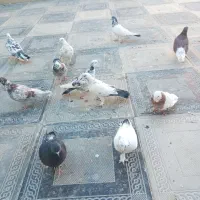 کفتر پرشی|پرنده|هشتگرد, تهران دشت|دیوار