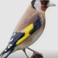 قناره جوجه قفس سهره خاکی