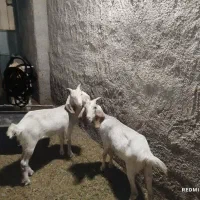 فروش 2عدد کره ماده
