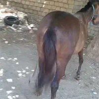 اخته فروشی باری سواری