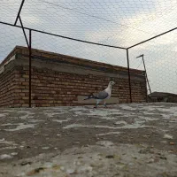 سوسکی ماده