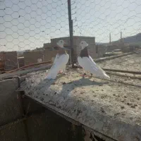 جفت طوقی کشیده|پرنده|خواف, |دیوار