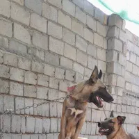 فروش سگ مالینویز دوعدد نر|سگ|مبارکه, |دیوار