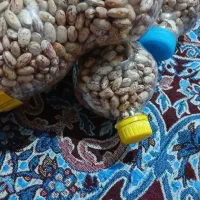 فروش باقالا پاچ در شاندرمن