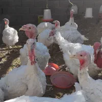 فروش بوقلمون