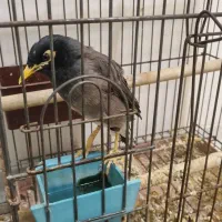 مرغ مینا|پرنده|کرج, شهرک یاس جنوبی|دیوار